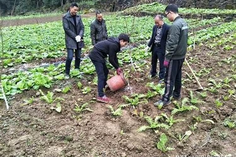 生姜什么时候施肥培土,生姜第一次培土怎样施肥