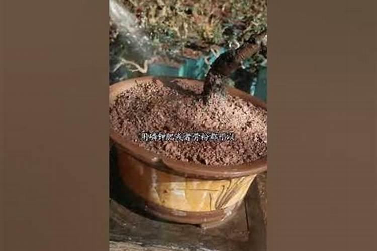 养花技巧夏秋季节花卉如何施肥