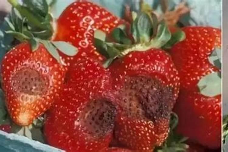 室内种植月季,叶子黄化了是什么原因