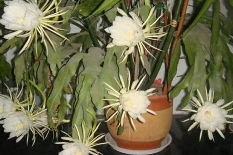 昙花叶子发黄是怎么回事