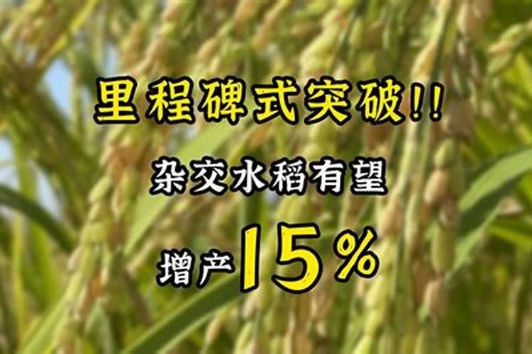 怎样针对杂交水稻吸肥特点合理施肥？