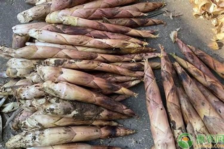 麻笋挖笋用什么袋子比较好