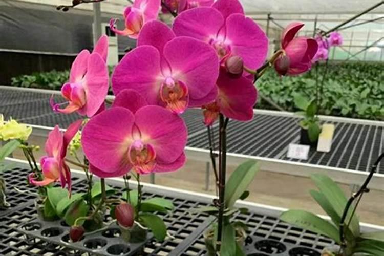 蝴蝶兰用什么肥 磷钾肥可促进花芽形成