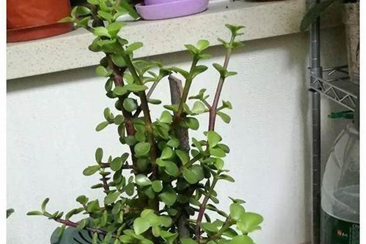 普罗巴克指纹锁说明书