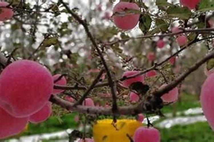 果树开花期能施尿素肥吗