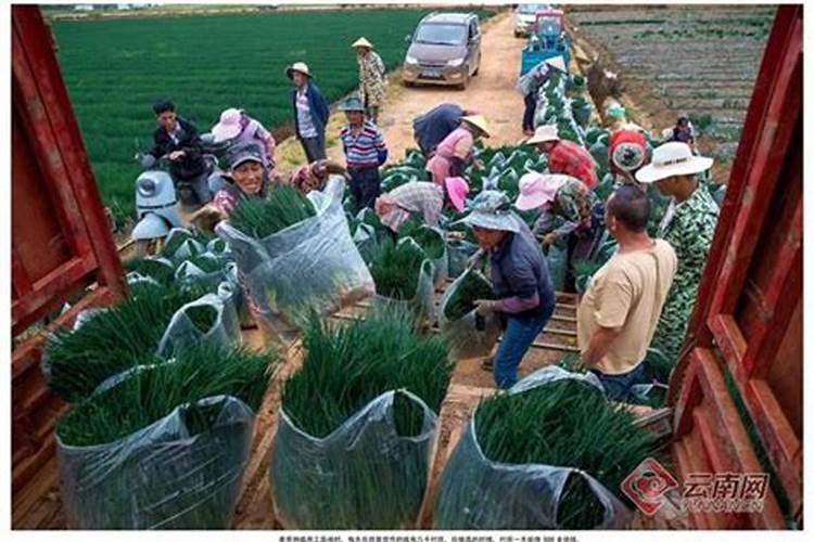 小葱追肥用复合肥还是用尿素