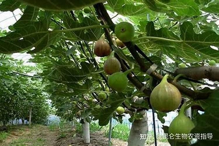 无花果坐果后怎么管理