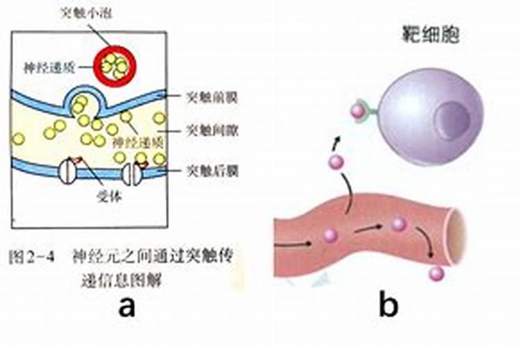 复合肥撒到玉米种子上会烧苗吗？
