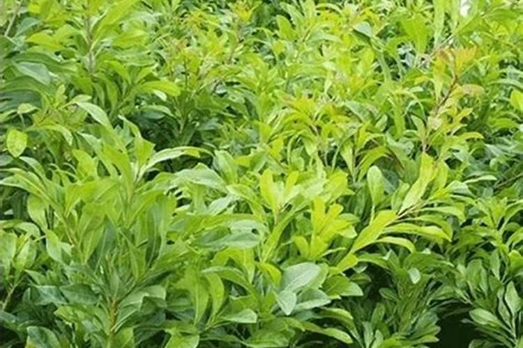 怎样使铁茉莉多开花