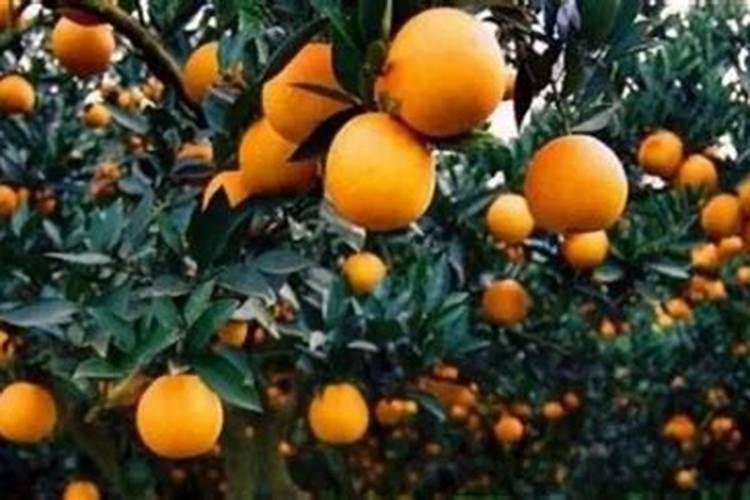 果树什么时候施肥最好 果树何时施肥最好