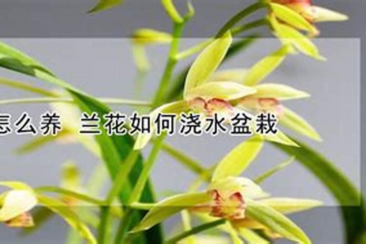 色素椒的种植方法和管理技术