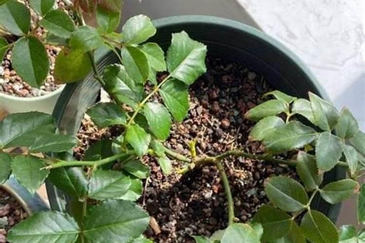 课本上讲制作有机氮磷钾肥要用到变质黄豆、花生米