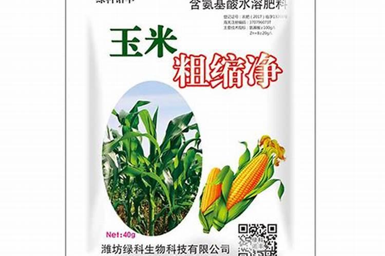 玉米粗缩病用啥防治好