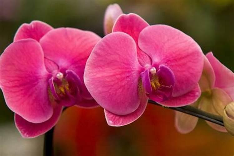 植物什么季节施肥好