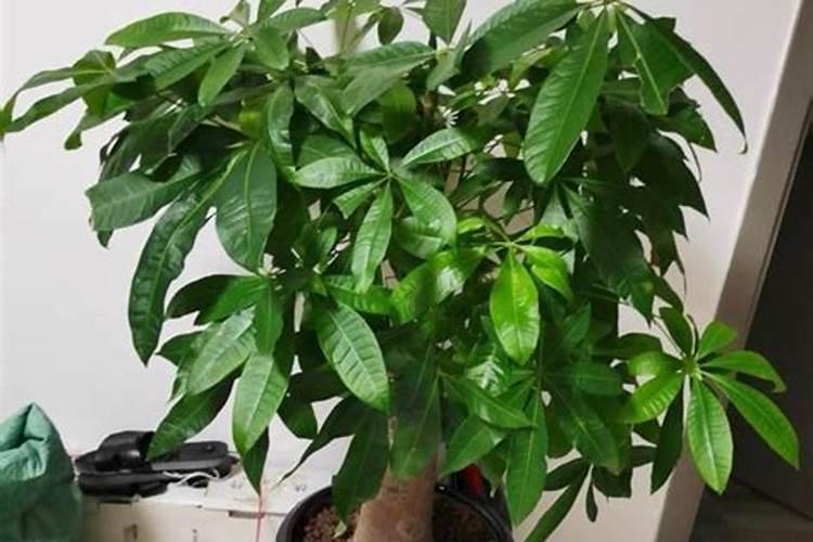 娃娃菜的种植方法和时间