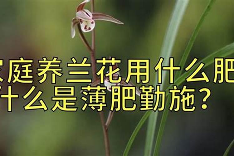 兰花施什么肥最好