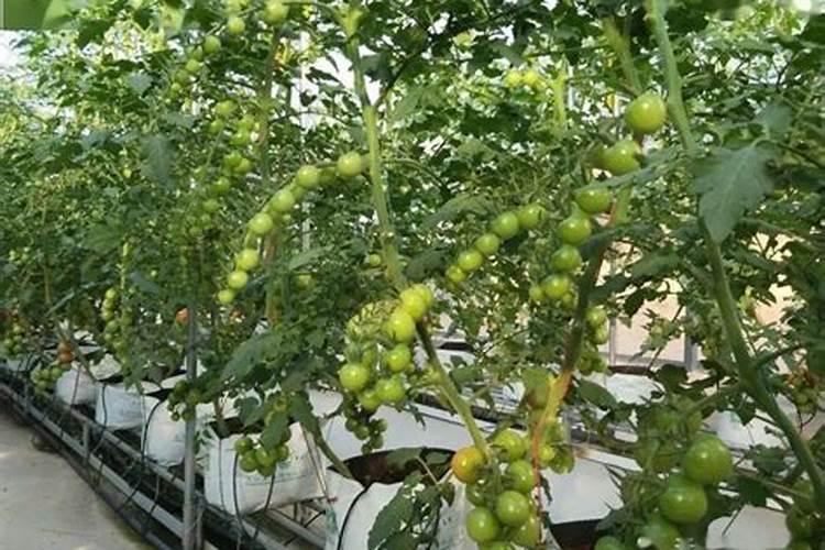 春天栽种侧柏树苗需要注意什么