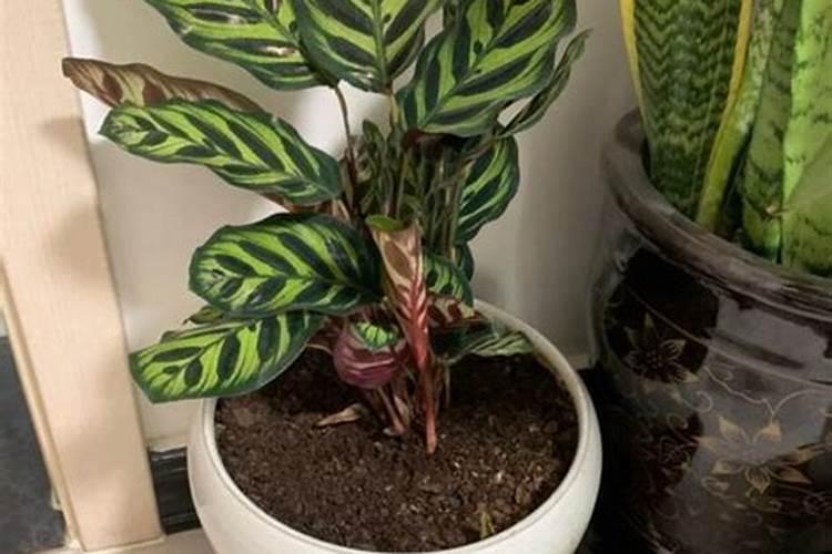 种植核桃树每亩利润有多少