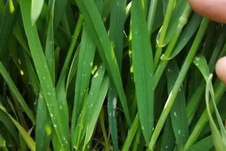 芹菜什么时候种植 山东芹菜什么时候种最合适