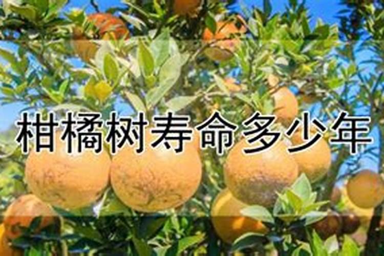 北方盆栽桔子施肥(盆栽桔子用什么肥)