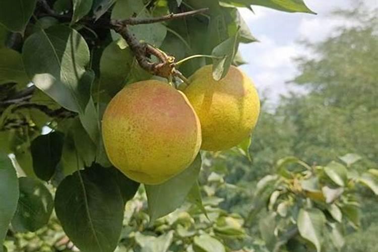 江苏最大的花草基地在哪里