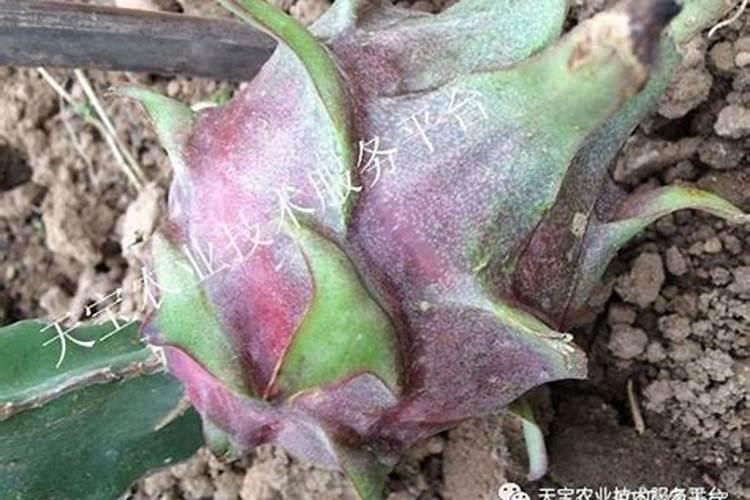 400斤的母猪打缩宫素打多少 多久起作用