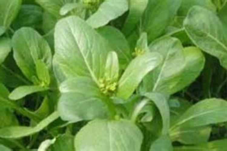 突尼斯软籽石榴北方能种植吗