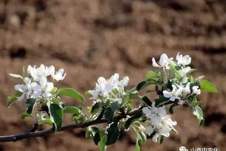 苹果谢花后应该如何施肥？有哪些注意事项吗？