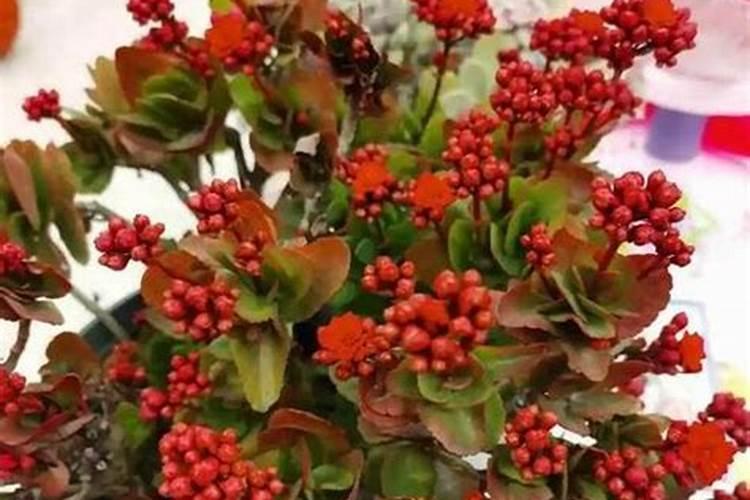 长寿花花谢了施什么肥更好(长寿花用什么肥料爱开花)
