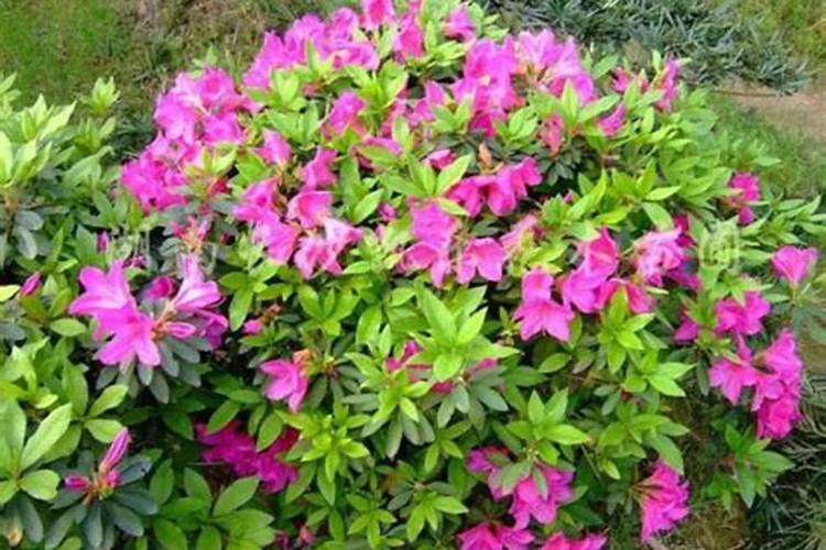 夏鹃与毛鹃的区别,毛鹃植株更高叶片更大