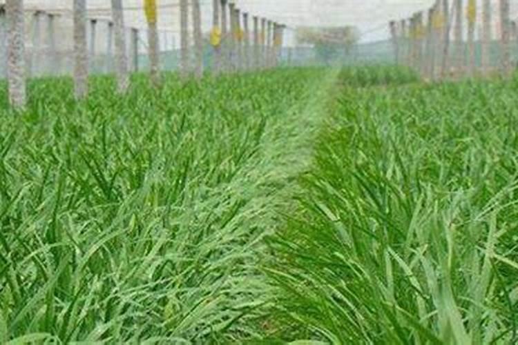 柚子树用什么肥料最好