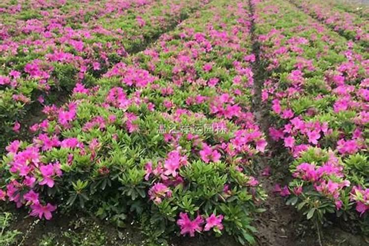 杜鹃花冬季怎么施肥