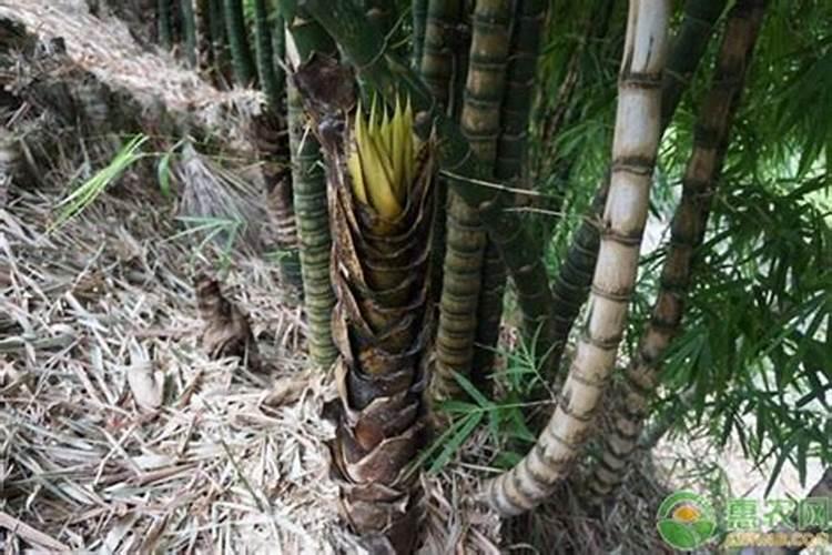 白边小圆叶植物有哪些