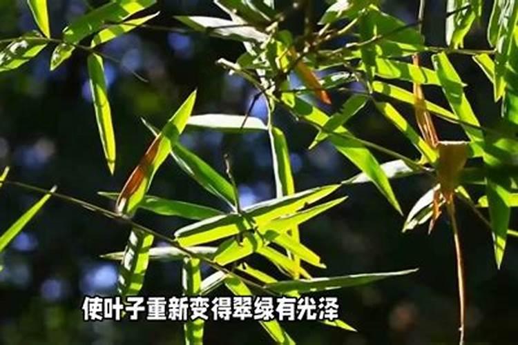 家里养的竹子用什么肥料最好？