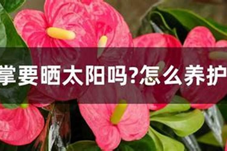 红掌花需要什么肥料,氮磷钾肥缺一不可