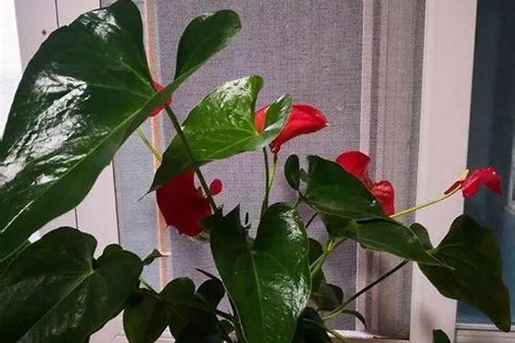 红掌施什么肥最好红掌最好施什么肥