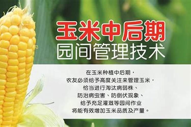 玉米打叶面肥最佳时机