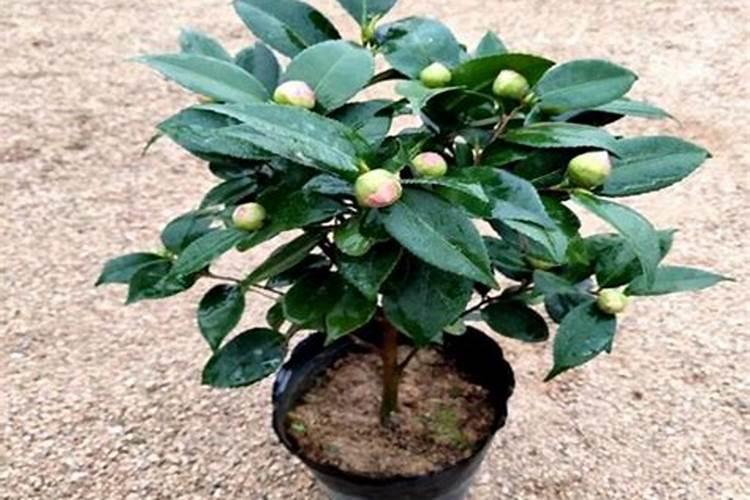 茶花什么时候施肥最好