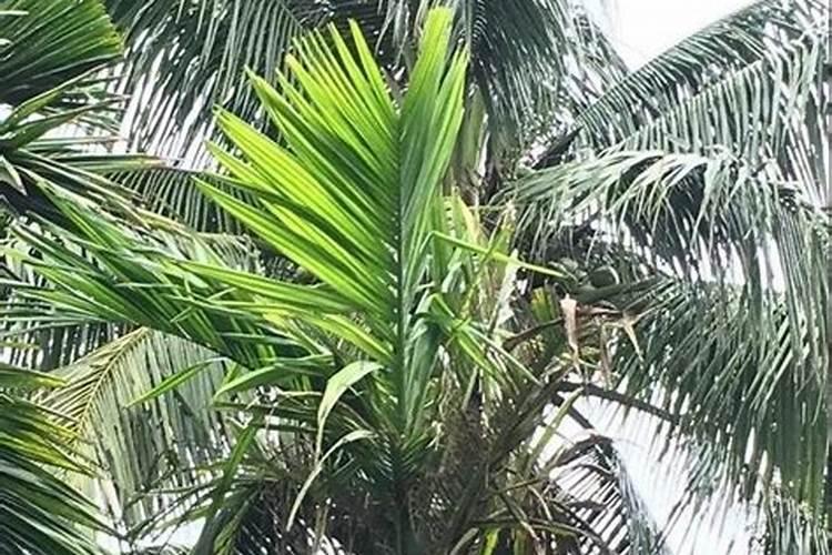 柑橘树上可以冲施矿源和鱼蛋白吗？