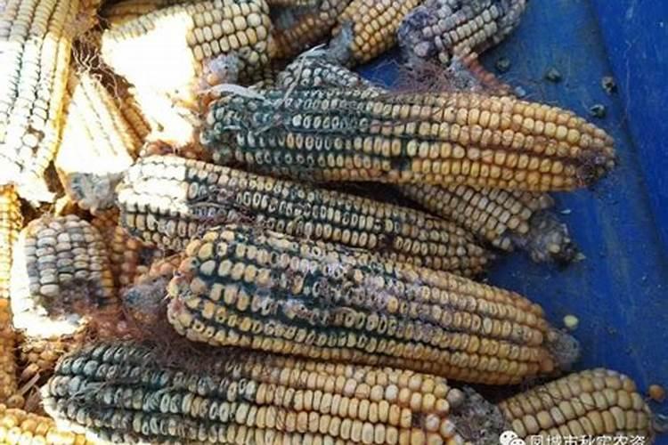 玉米出穗能打磷酸二氢钾和叶面肥吗？