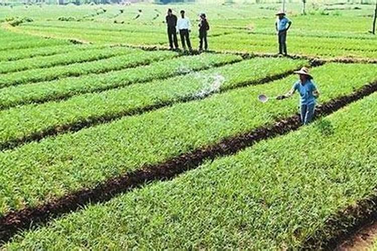 砂糖橘如何施肥 分享种植砂糖橘施肥技术经验