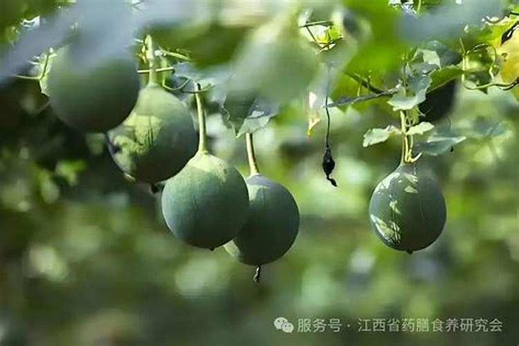 瓜蒌种植第一茬与第二茬间隔多少年？