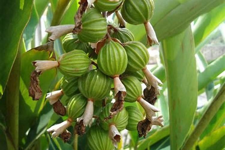 【砂仁种植技术】云南砂仁种植技术