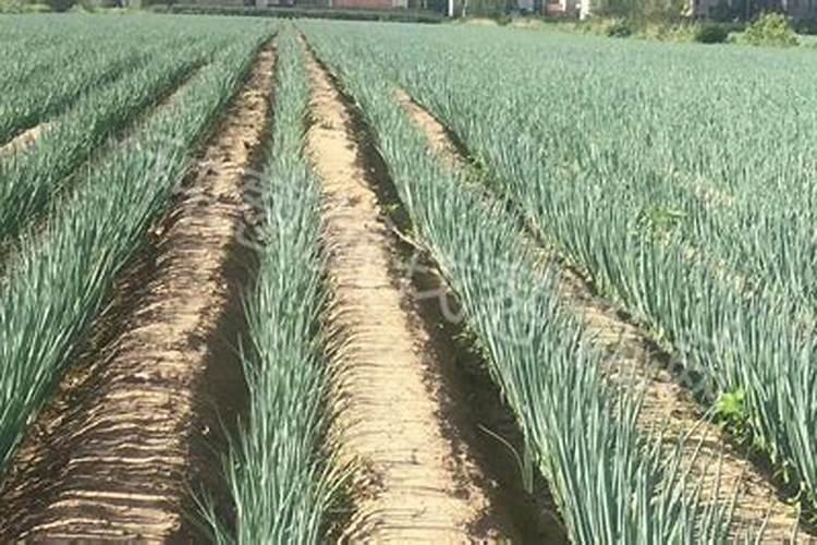 白露葱施什么肥料最好