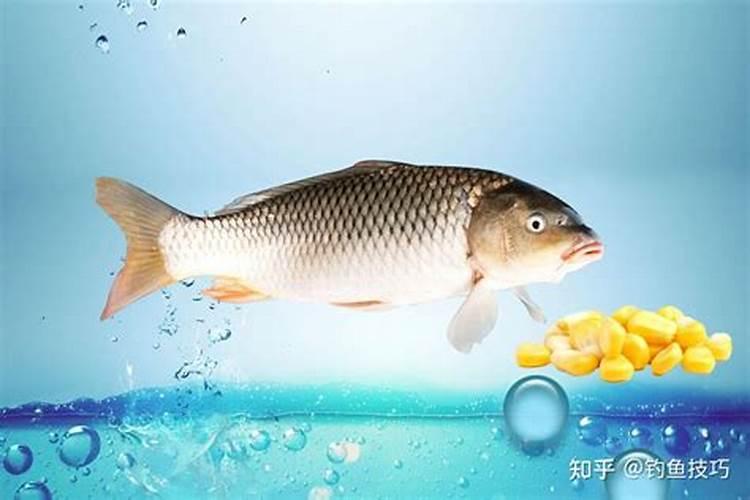 玉米水溶肥的使用方法