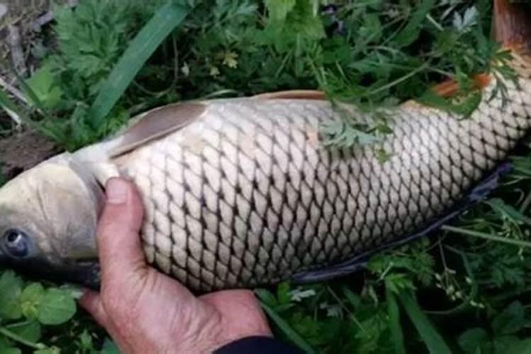 大棚种植茄子需要什么肥料