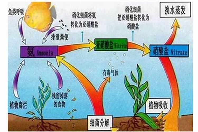 樱花不开花的原因有哪些