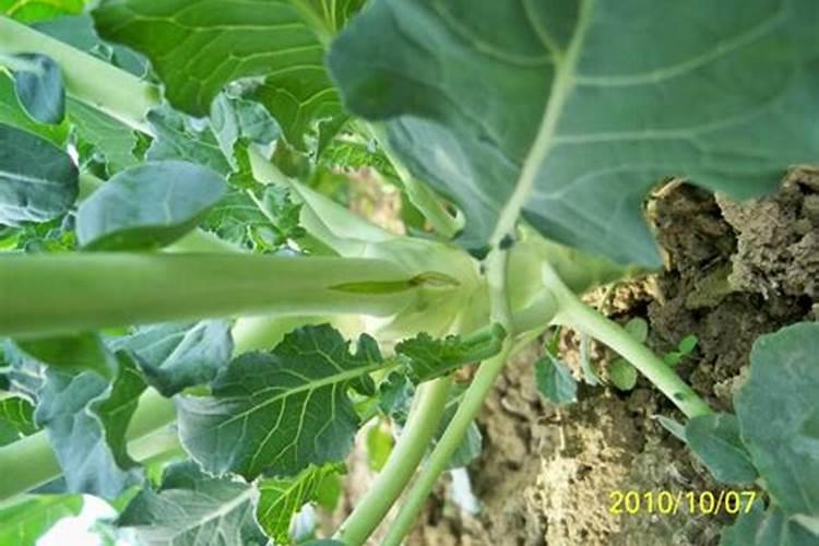 西兰花出现黄化米粒的问题要怎么处理才好