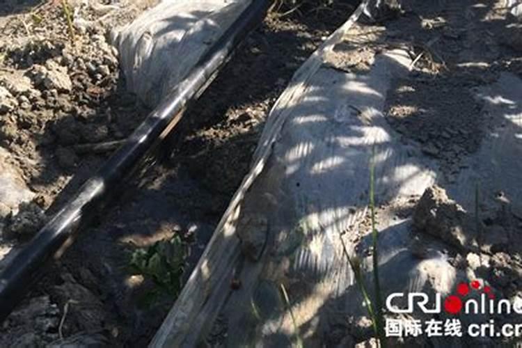 滴灌施用水溶肥时怎样才能起到最好的效果