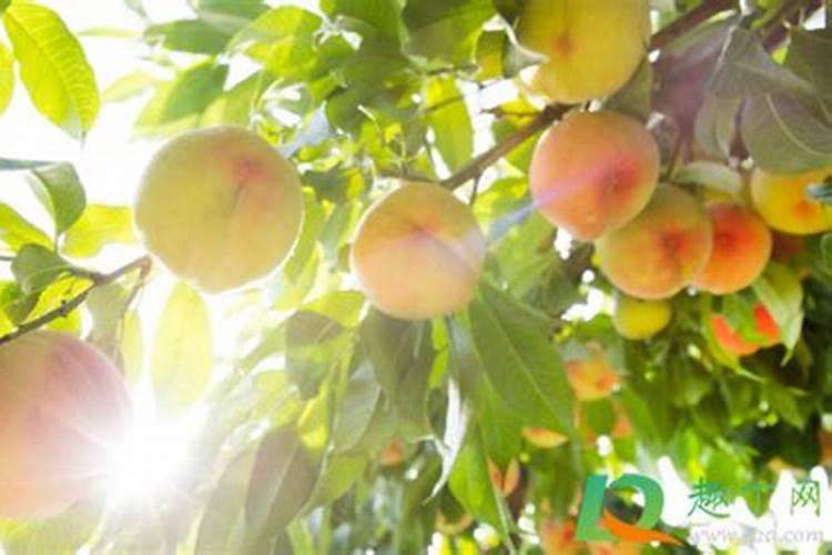 为什么豆科植物可以固氮